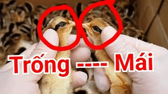 Hình ảnh minh họa SGK Sinh học 12