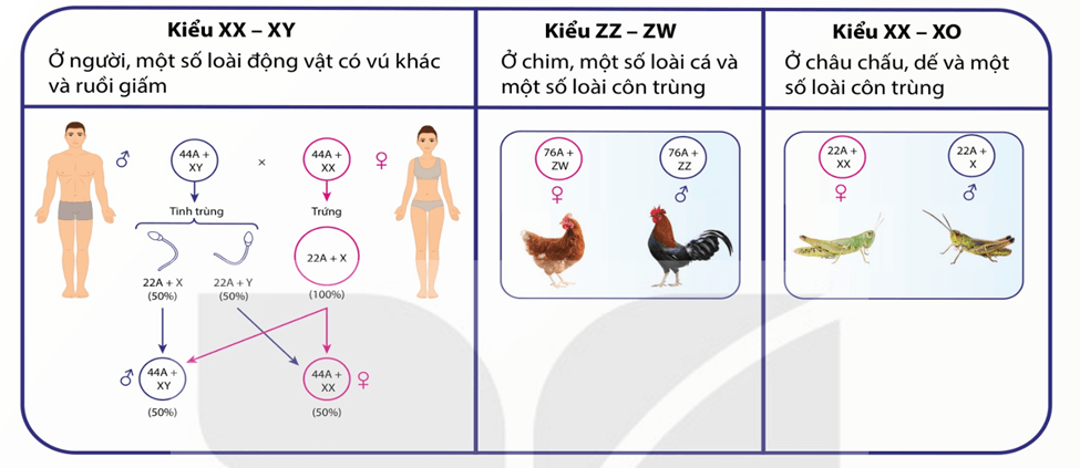 Hình ảnh minh họa SGK Sinh học 12