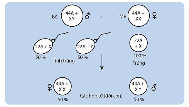 Hình ảnh minh họa SGK Sinh học 12