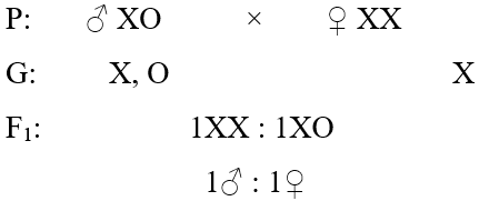 Hình ảnh minh họa SGK Sinh học 12