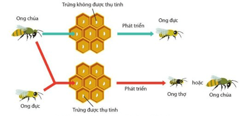 Hình ảnh minh họa SGK Sinh học 12