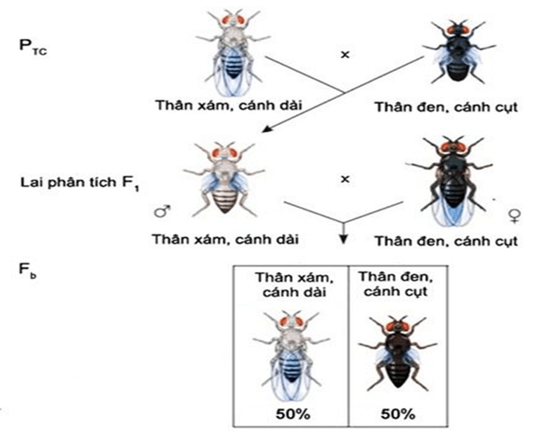 Hình ảnh minh họa SGK Sinh học 12