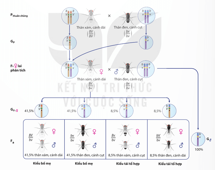 Hình ảnh minh họa SGK Sinh học 12