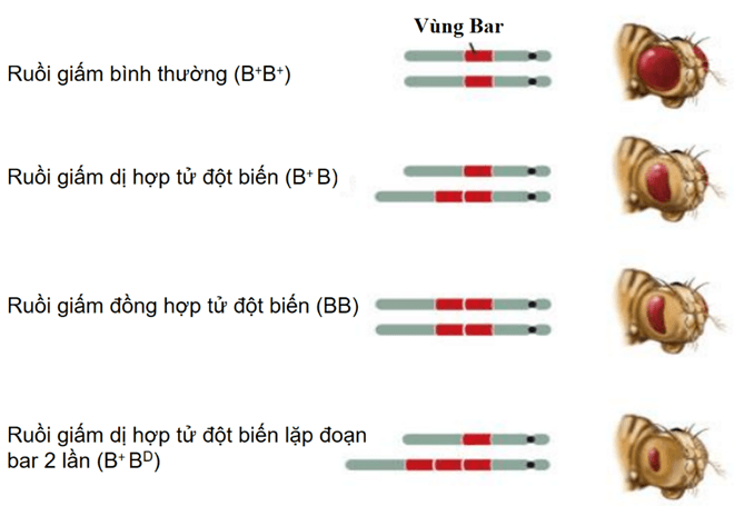 Hình ảnh minh họa SGK Sinh học 12