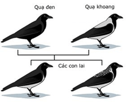 Hình ảnh minh họa SGK Sinh học 12