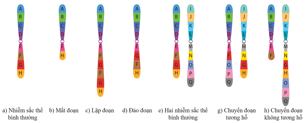 Hình ảnh minh họa SGK Sinh học 12