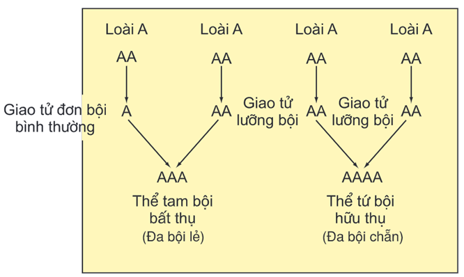 Hình ảnh minh họa SGK Sinh học 12