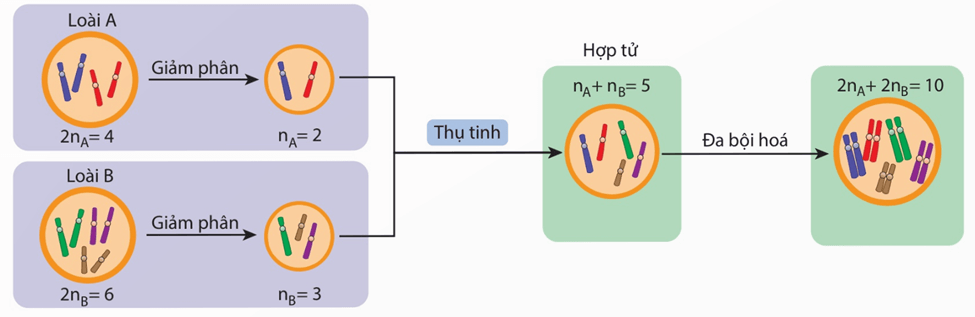 Hình ảnh minh họa SGK Sinh học 12