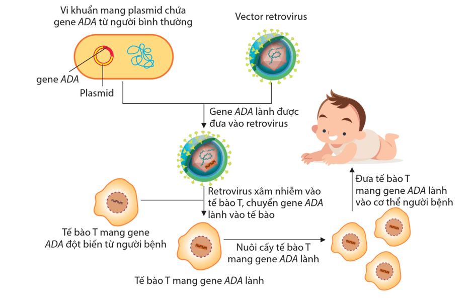 Hình ảnh minh họa SGK Sinh học 12