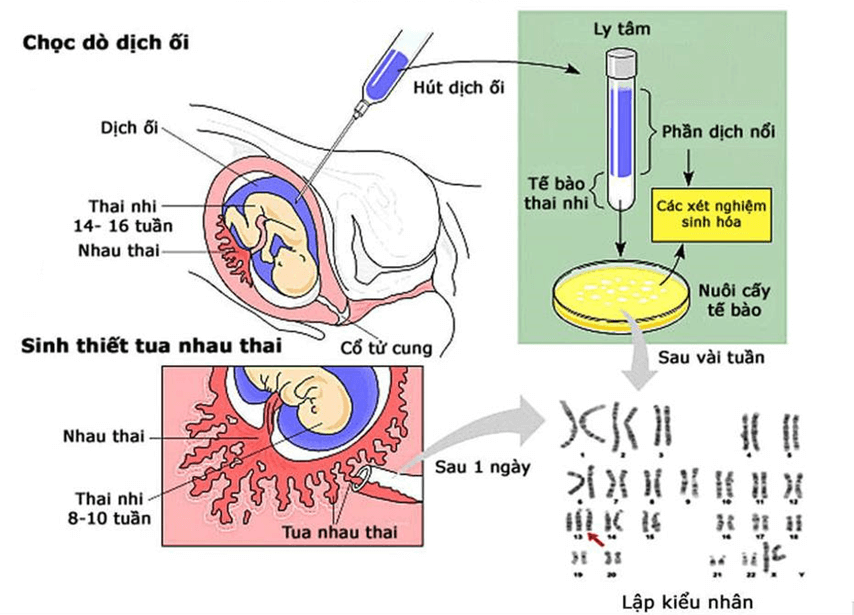 Hình ảnh minh họa SGK Sinh học 12