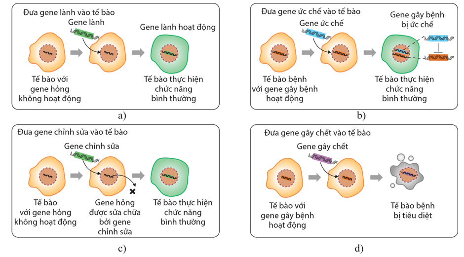 Hình ảnh minh họa SGK Sinh học 12