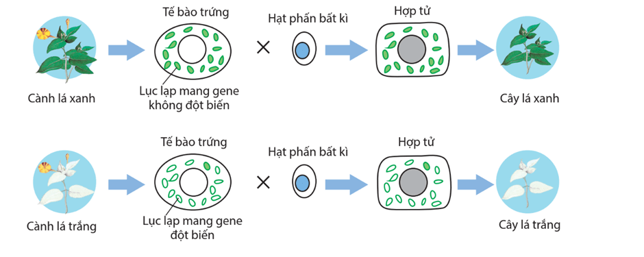 Hình ảnh minh họa SGK Sinh học 12