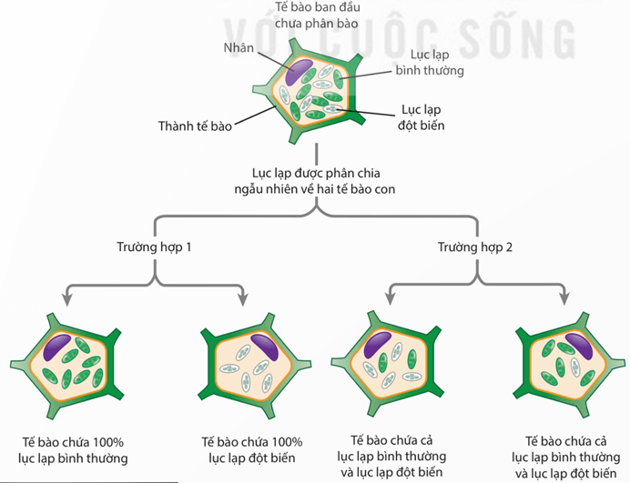 Hình ảnh minh họa SGK Sinh học 12