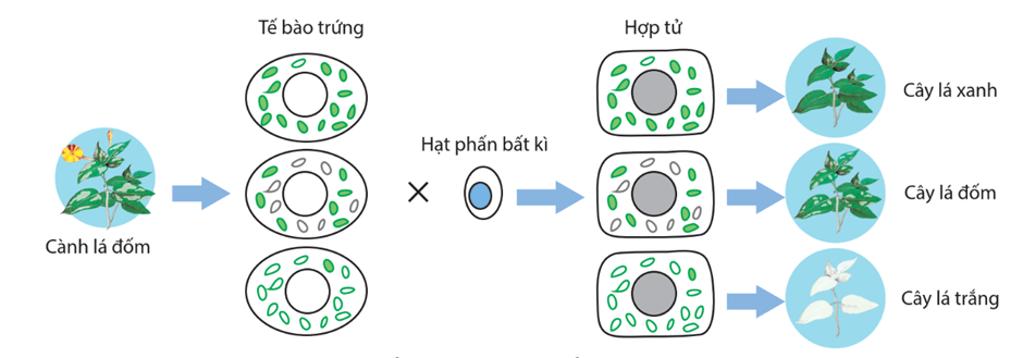 Hình ảnh minh họa SGK Sinh học 12