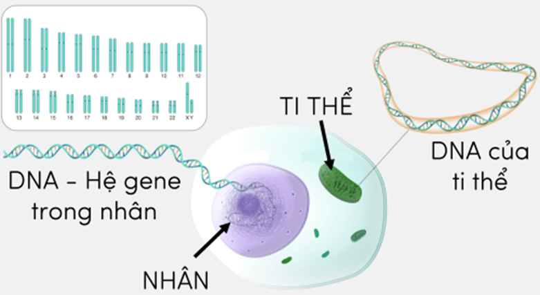 Hình ảnh minh họa SGK Sinh học 12