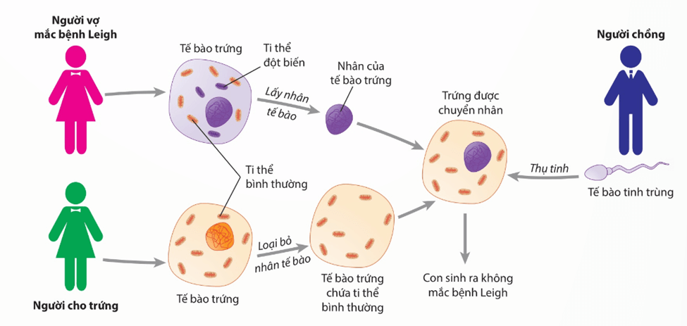 Hình ảnh minh họa SGK Sinh học 12
