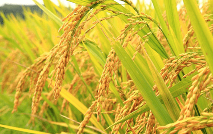 Hình ảnh minh họa SGK Sinh học 12
