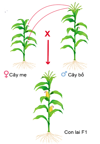 Hình ảnh minh họa SGK Sinh học 12