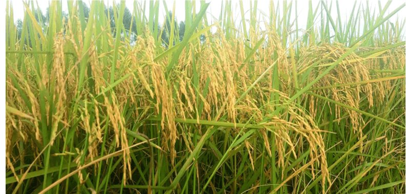 Hình ảnh minh họa SGK Sinh học 12