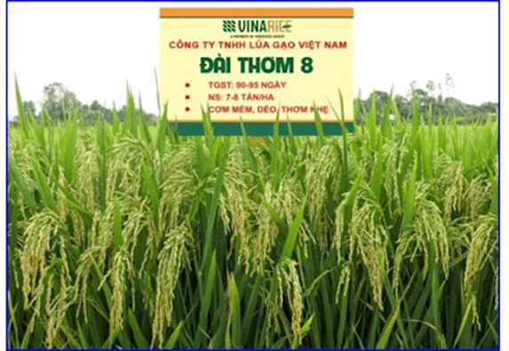 Hình ảnh minh họa SGK Sinh học 12
