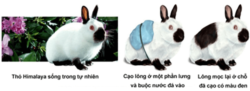 Hình ảnh minh họa SGK Sinh học 12