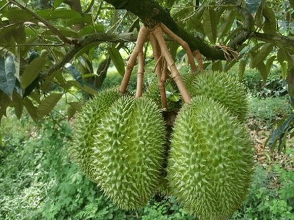 Hình ảnh minh họa SGK Sinh học 12