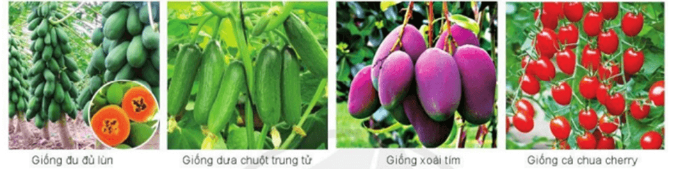 Hình ảnh minh họa SGK Sinh học 12