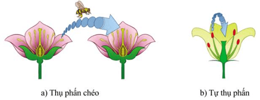 Hình ảnh minh họa SGK Sinh học 12