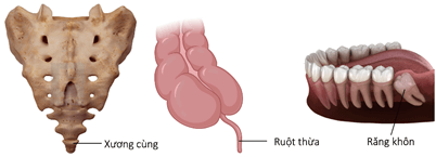 Hình ảnh minh họa SGK Sinh học 12