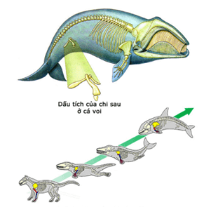 Hình ảnh minh họa SGK Sinh học 12