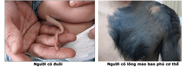 Hình ảnh minh họa SGK Sinh học 12