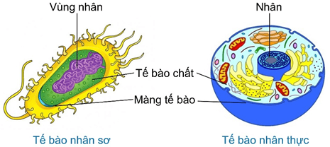 Hình ảnh minh họa SGK Sinh học 12