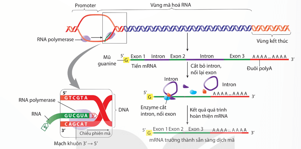 Hình ảnh minh họa SGK Sinh học 12
