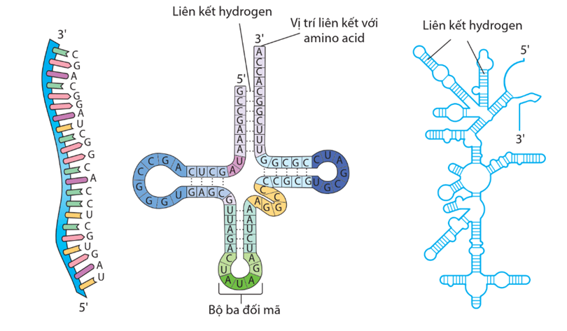 Hình ảnh minh họa SGK Sinh học 12