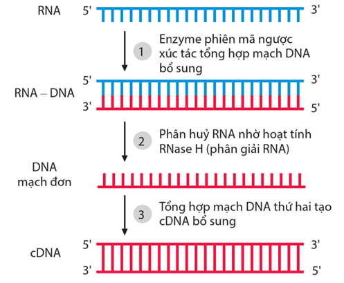 Hình ảnh minh họa SGK Sinh học 12