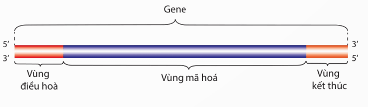Hình ảnh minh họa SGK Sinh học 12