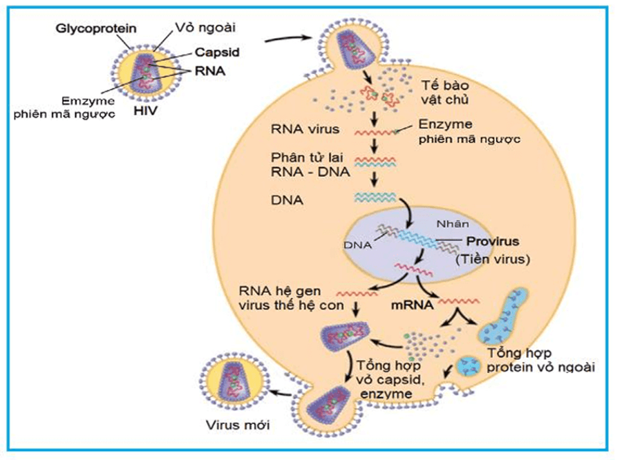 Hình ảnh minh họa SGK Sinh học 12