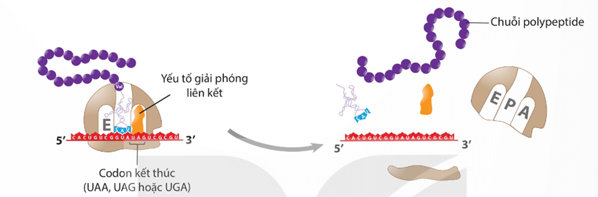 Hình ảnh minh họa SGK Sinh học 12