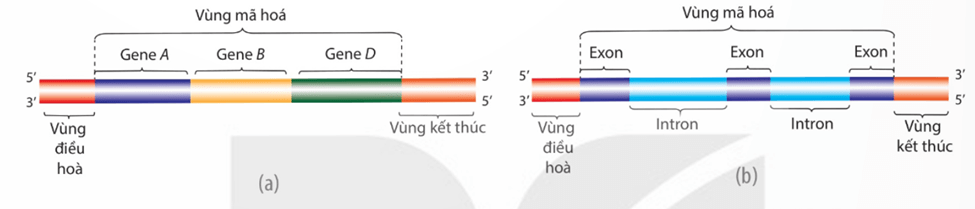 Hình ảnh minh họa SGK Sinh học 12