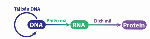 Hình ảnh minh họa SGK Sinh học 12