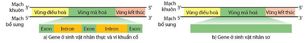 Hình ảnh minh họa SGK Sinh học 12