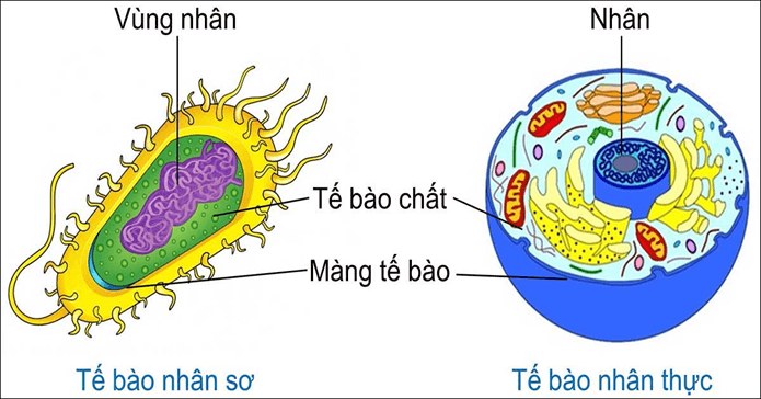 Hình ảnh minh họa SGK Sinh học 12