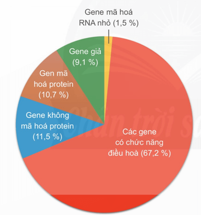 Hình ảnh minh họa SGK Sinh học 12