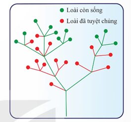 Hình ảnh minh họa SGK Sinh học 12