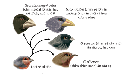Hình ảnh minh họa SGK Sinh học 12