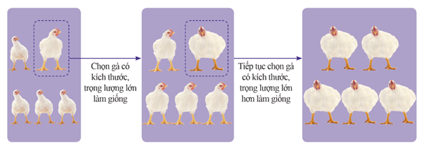 Hình ảnh minh họa SGK Sinh học 12
