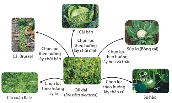 Hình ảnh minh họa SGK Sinh học 12