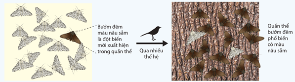 Dòng gene thông qua di cư – nhập cư