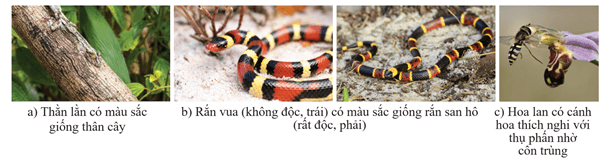 Hình ảnh minh họa SGK Sinh học 12