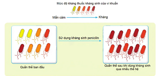 Hình ảnh minh họa SGK Sinh học 12